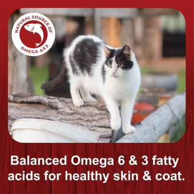 Comida seca para gatos Tasty Morsels con sabor a pollo natural, bolsa de 20 lb