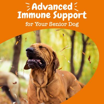 Advanced Allergy & Immune Bites Salmon Flavored Soft Chews Allergies, Immune, & Skin Support Supplement for Senior Dogs, 180 count