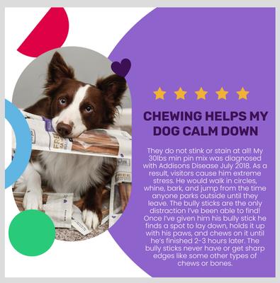 No Stink! Free Ranger Bully Stix Dog Chews, 12-in, 5 pack