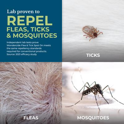 Spot-On Flea & Tick Repellent with Natural Essential Oils for Cats, Peppermint, 3 doses (3-month supply)