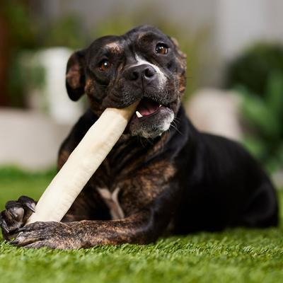 DogLicious 10" Retriever Roll Rawhide Dog Treat