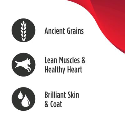 Ancient Grain Savory Stew Puppy & Adult Chicken & Salmon Wet Dog Food, 6-oz can, 8 count