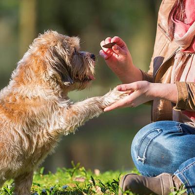 Triple Flavor Wavy Chips Variety Pack Chicken, Cheese & BBQ Dog Treats, 10-oz bag