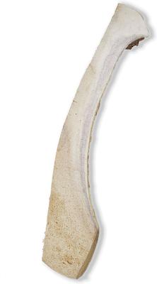 Split Moose Antler Dog Chews, 8 - 9.5 inch