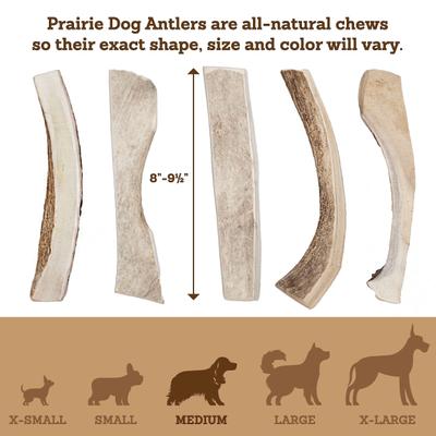 Split Moose Antler Dog Chews, 8 - 9.5 inch