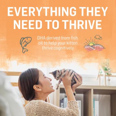 Chicken & Oatmeal Recipe Dry Kitten Food, 3-lb bag