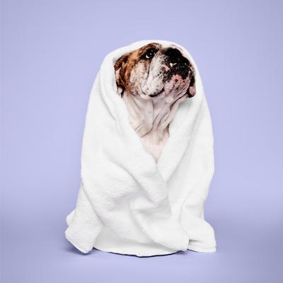 Champú calmante de lavanda y menta para perros, gatos y mascotas pequeñas, botella de 500 ml