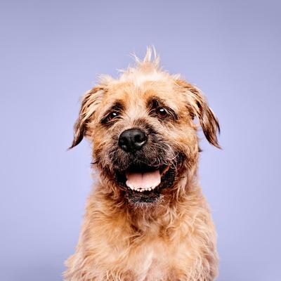 Champú calmante de lavanda y menta para perros, gatos y mascotas pequeñas, botella de 500 ml