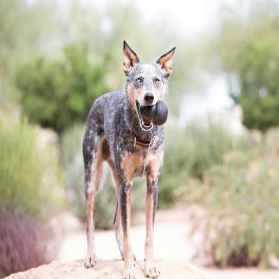 Bundle: KONG Extreme Dog Toy, Large + KONG Stuff'N Peanut Butter Snacks Large Dog Treats, 11-oz