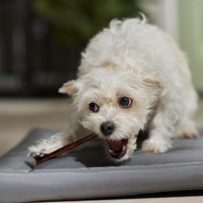 Slim Beef Gullet Stick 5-6" Dog Treats, case of 50