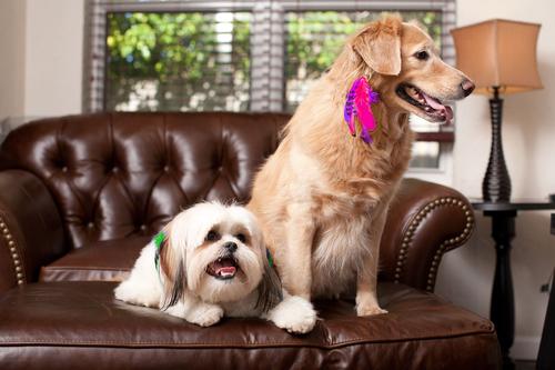 Originals Dog & Cat Fur Extension, Lily, Long