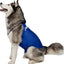 Anxiety Vest for Dogs, Royal Blue, X-Large