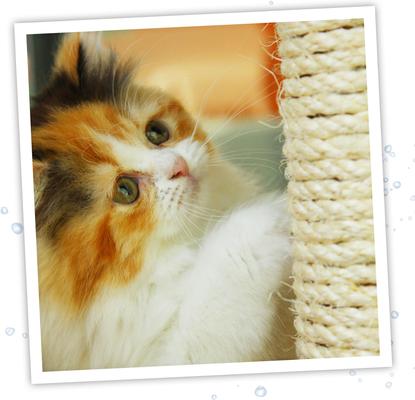 Catnip Oil Honeysuckle Spray, 3-oz bottle