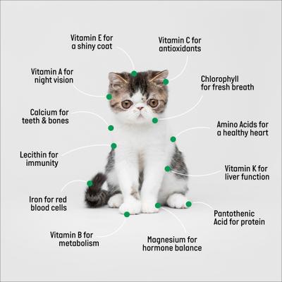 Kit de hierba para gatos y jardinera decorativa de madera, natural