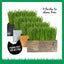 Cat Grass Kit & Decorative Wood Planter, Natural
