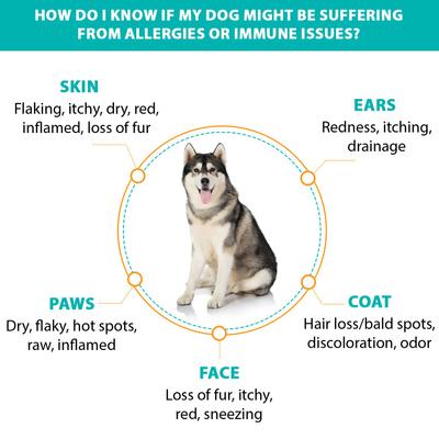 Allergy, Itch & Immune Support Soft Chews Dog Supplement, 60 count