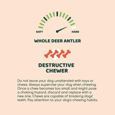 Grade A Premium Whole Deer Antler Chew Dog Treat, Small