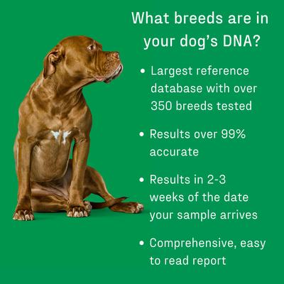 Essential Breed Identification Test