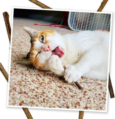 King Sized Silvervine Cat Sticks, 6 count