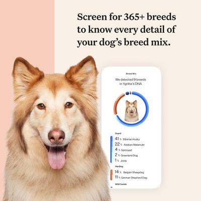 Wisdom Panel Premium Breed Identification & Health Condition Identification DNA Test for Dogs