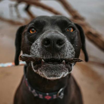 Beef Liver Strips Dog Jerky Treats, 10-oz bag