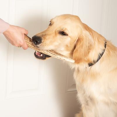 Golosina masticable extragrande para perros Elk Antlers