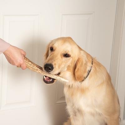Golosina masticable extragrande para perros Elk Antlers