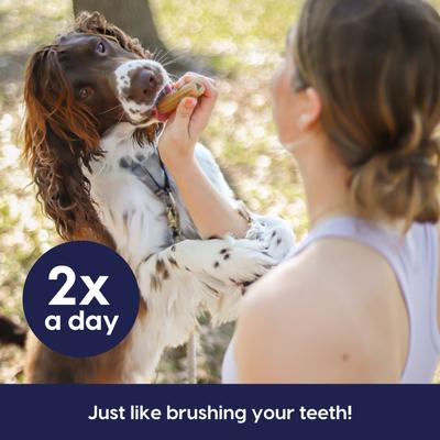 Fortify Brushless Toothpaste Large Dental Dog Treats, 18-oz bag