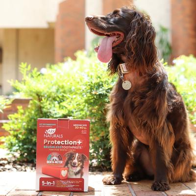 Pasta de dientes sin cepillo Protection+, premios dentales medianos para perros, 60 unidades