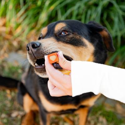 Pasta de dientes sin cepillo Protection+, premios dentales medianos para perros, 60 unidades