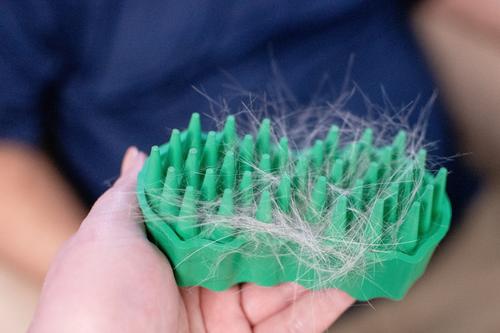 GroomBug Cat Brush, Green, Medium