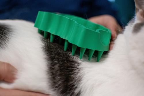 GroomBug Cat Brush, Green, Medium