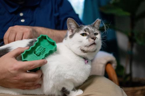 GroomBug Cat Brush, Green, Medium