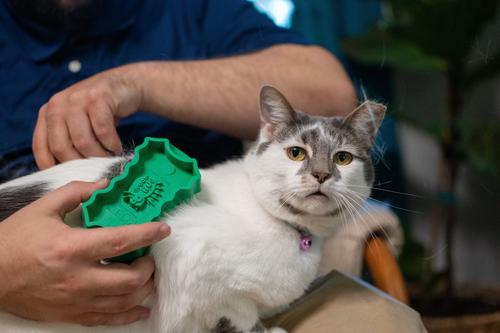 GroomBug Cat Brush, Green, Medium