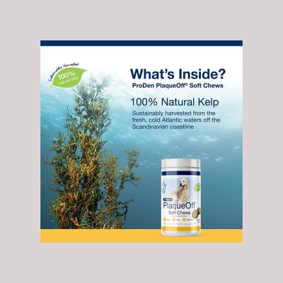 PlaqueOff Large/Giant Breed Soft Chews Dog Treat, 45 count