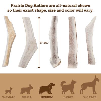 Split Elk Antler Dog Chews, 8 - 9.5 inch