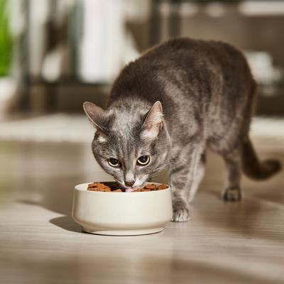 Hearty Cuts with Real Beef & Chicken in Gravy Canned Cat Food, 5.5-oz, case of 24