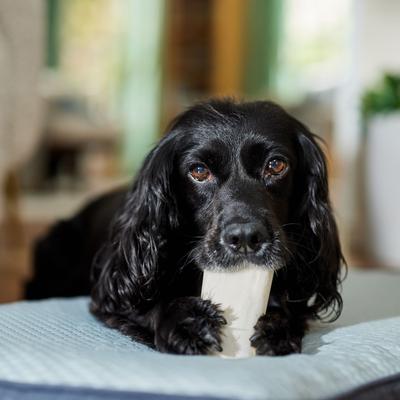 Made in USA Sweet Potato Flavored Filled Bone Dog Treats, 1 count