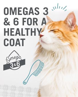 Oh My Cod! Pate Grain-Free Canned Cat Food, 5.5-oz, case of 12