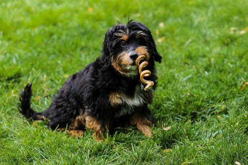 8-10" Bully Stick Thick Spirals Dog Treats, 20 count