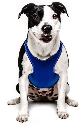 Anxiety Vest for Dogs, Royal Blue, X-Large