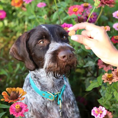 No Brush Bursts Cool Peppermint Bites Dental Dog Treats, 4-oz bag