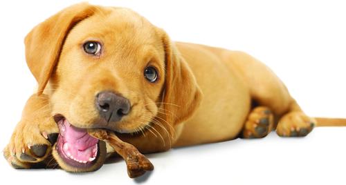 Healthy Edibles Wild Turkey Puppy Treat Bone, 4 count