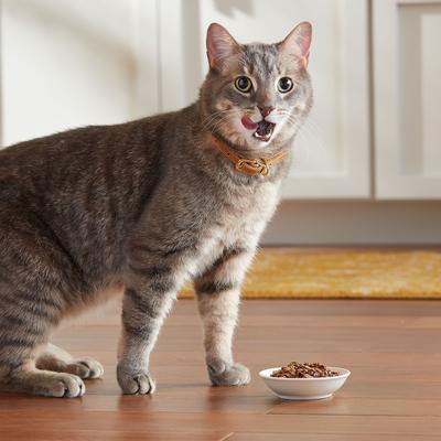 Tender Favorites Poultry & Beef Cat Food Variety Pack, 2.75-oz cup, case of 12