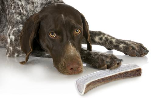 Split Elk Antler Dog Chews, 6 - 7 in