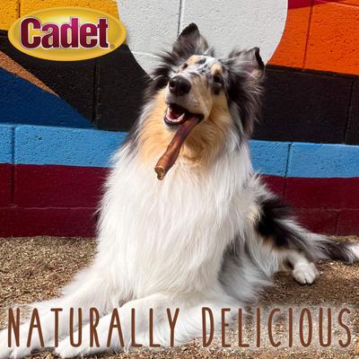 Extra-Thick Bully Sticks Dog Chews, Large, 2 count