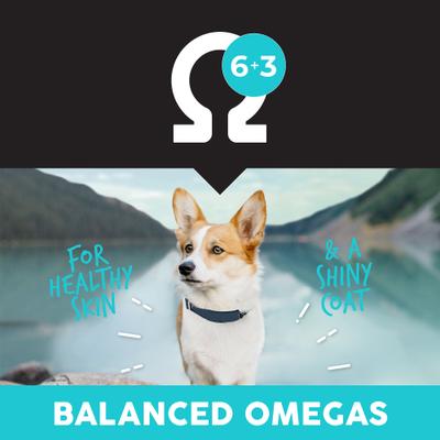 Bayside Select Fish & Potato Grain-Free Dry Dog Food, 28-lb bag