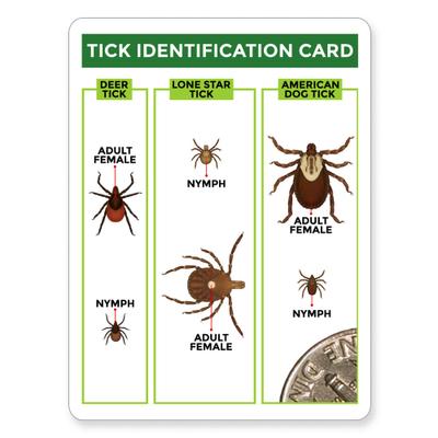 Tick Remover Value, 3-pack