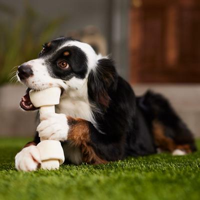 Premio para perros DogLicious de cuero crudo con hueso natural de 10 a 11 pulgadas