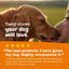 Vet Strength Pre Pro and Postbiotic, Suplemento digestivo y para flora intestinal, Perros. 90 chews